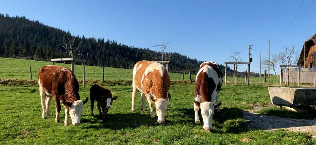 Three brown-and-white cows with a calf graze peacefully in a sunny Alpine pasture.