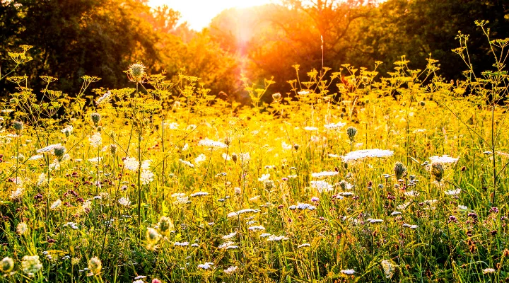 Golden sunlit wildflower meadow with warm glowing light filtering through trees in the background.