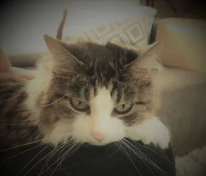 A fluffy grey and white cat rests with a calm, composed expression indoors.