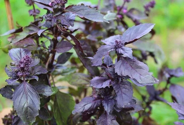Deep purple basil plant with dark leaves and small flower buds growing in a garden.