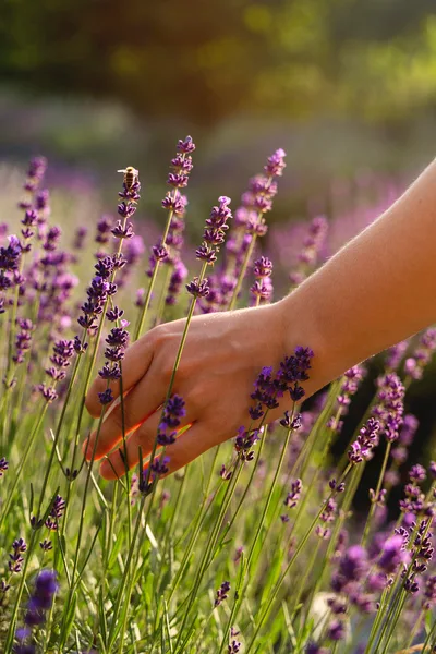 A hand gently brushes through blooming purple lavender in a sunlit field.