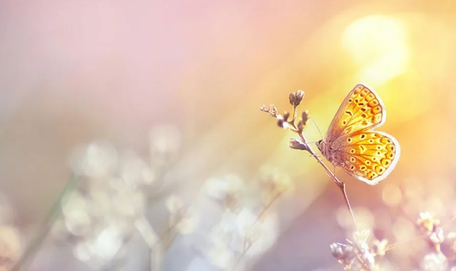 Warm golden bokeh glitter surface radiating soft light, evoking elegance and warmth.