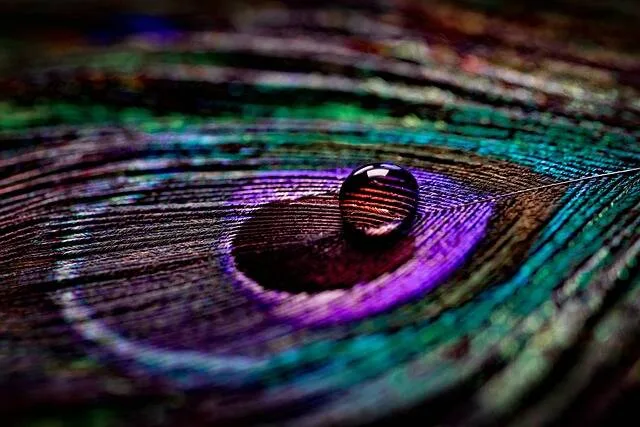A single water droplet resting on the iridescent surface of a peacock feather.