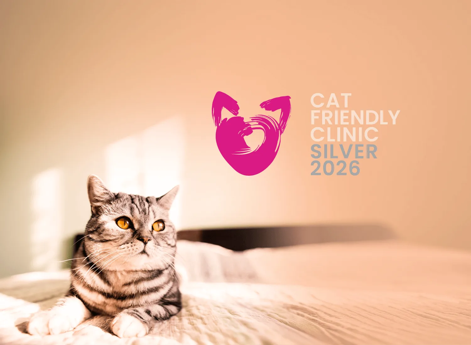 A silver tabby cat rests calmly beside a Cat Friendly Clinic Silver 2026 certification badge.