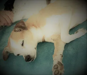 A relaxed dog lies peacefully on a teal surface, eyes gently closed in deep rest.