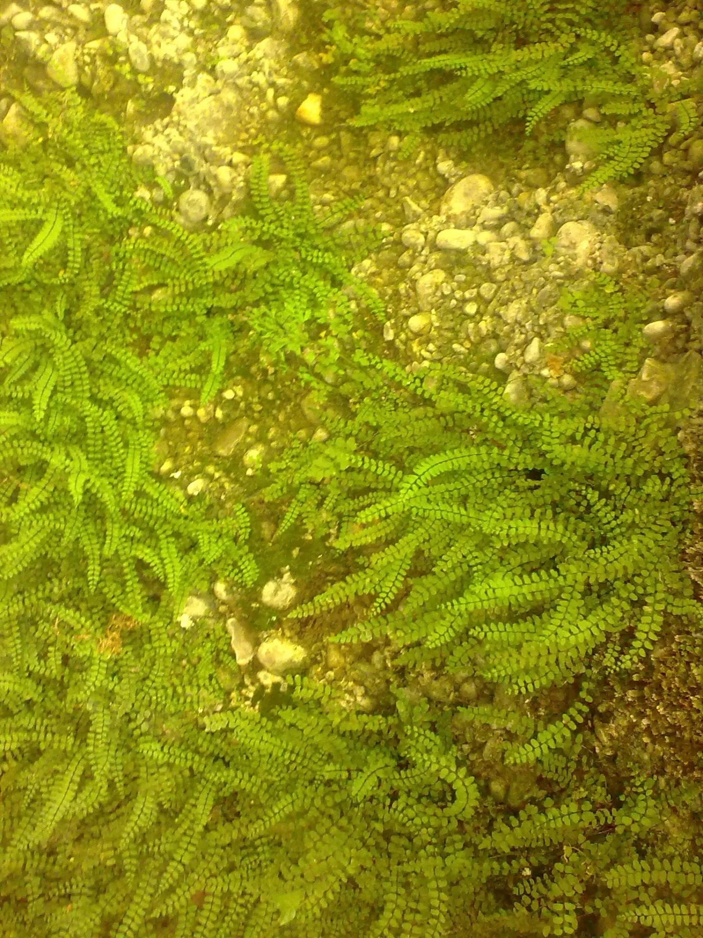 Vibrant green aquatic ferns flowing over smooth pebbles beneath clear shallow water.